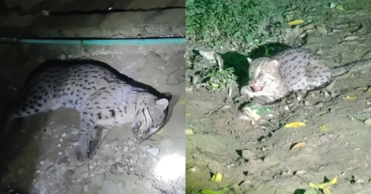 সাতবাড়িয়ায় মেছো বিড়াল উদ্ধার